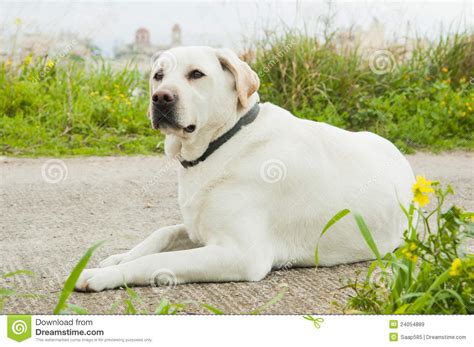 White Labrador Retriever Dog Stock Image Image Of