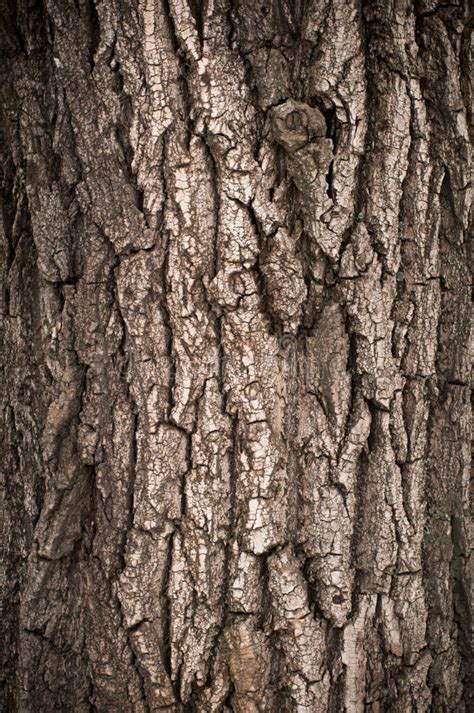 Bark Of Oak Tree Stock Image Image Of Detail Fiber 23448003