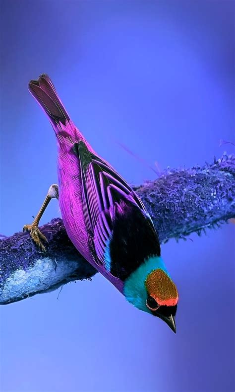A Colorful Bird Sitting On Top Of A Tree Branch With Purple And Blue