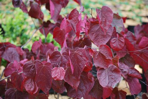 Cercis Canadensis Forest Pansy Commonly Known As Redbud Is A Bushy