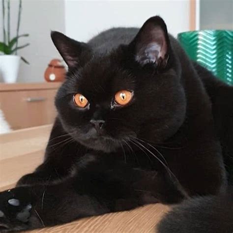 List Of 10 Black Cats Breeds With Description
