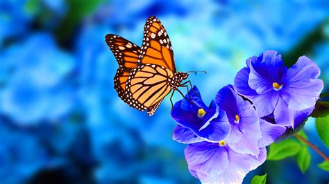 Why Is The Monarch Butterfly Population Changing Nsta