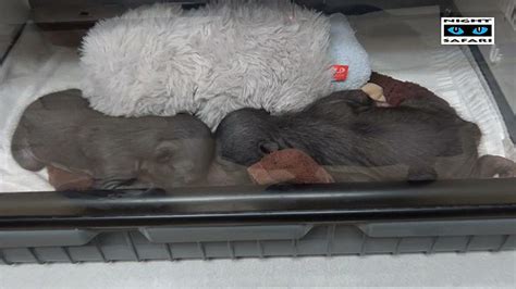 Crias de urso preguiça recém nascidas retiradas à mãe Vídeo Dailymotion