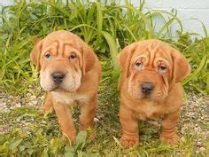 Their small size also makes them more suited for small homes or apartments. 1000+ images about Shar pei ️ on Pinterest | Shar pei ...