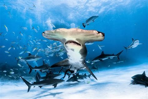 Síntesis De 18 Artículos Como Se Reproduce Los Tiburones Actualizado