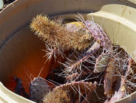 This cactus will do just fine with the occasional neglect (whether intentional or not). Stuck in a Prickly Situation... - Ramblings from a Desert ...