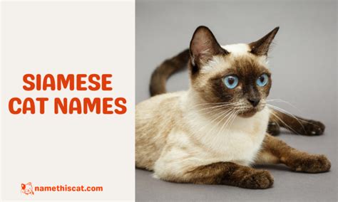340 Siamese Cat Names Male And Female Options Name This Cat The