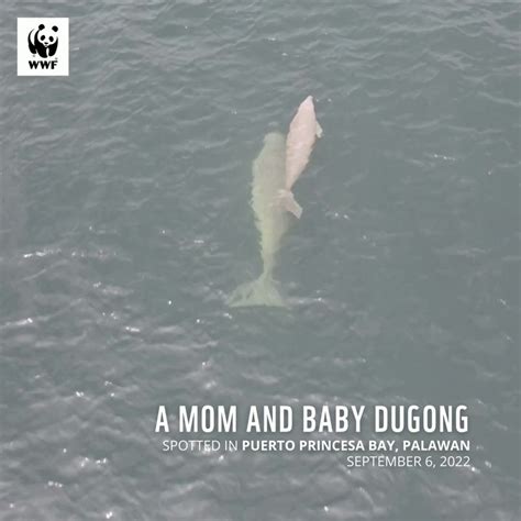 Wwf Philippines On Twitter 👀 Spotted A Mom And Baby Dugong Were Seen