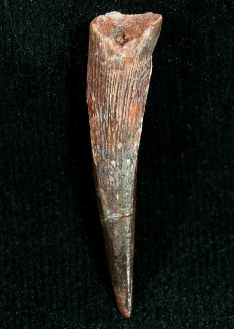 109 Pterosaur Tooth Tegana Formation 7183 For Sale