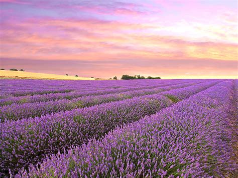 Purple Haze Lavender Field At Sunrise Photograph By Gill Billington