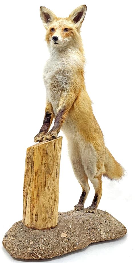 Lot Full Mount Taxidermy Fox
