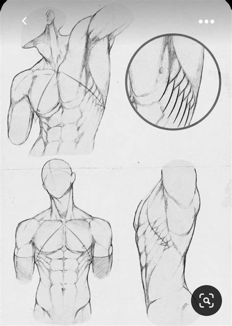 Male Torso Drawing Reference