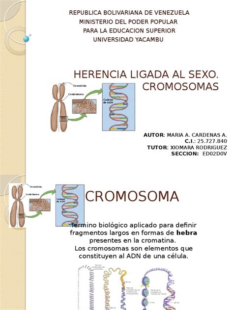 herencia ligada al sexo cromosomas cromosoma gene