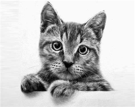 When your only tools are graphite pencils or color pencils, you have to put a lot of thought into detail. 20+ Beautiful Realistic Cat Drawings To inspire you - Fine Art and You