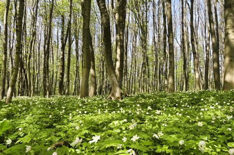 Green Forest In Spring Stock Photo Image Of Chlorophyl 5136032