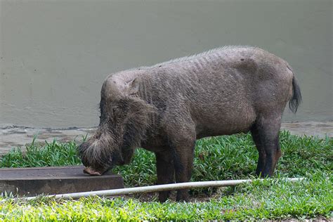 Southeast Asian Wild Pigs Confront Deadly African Swine Fever Epidemic