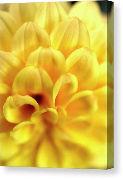 Gorgeous Yellow Dahlia Petals Canvas Print Canvas Art By Johanna