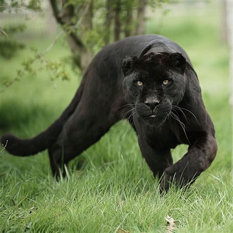 Black Panther Animal Habitat Facts