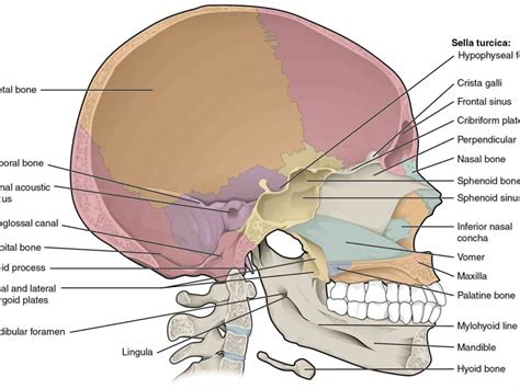 Skull Parts Labeled