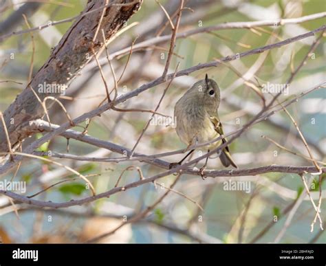 Female Ruby Crowned Kinglet Perching On A Branch Stock Photo Alamy