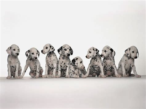 Everything About Your Dalmatian Luv My Dogs