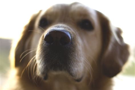 Wallpaper Blurred Nose Labrador Retriever Eye Puppy Vertebrate