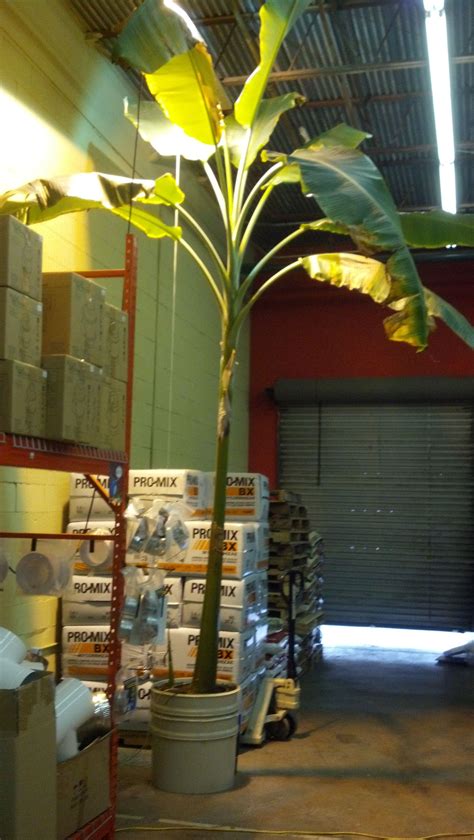 Atlantis Hydroponics - Banana Tree! We can grow anything anywhere. It's