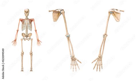 Illustration Of Anterior And Posterior Views Of Human Skeletal My XXX
