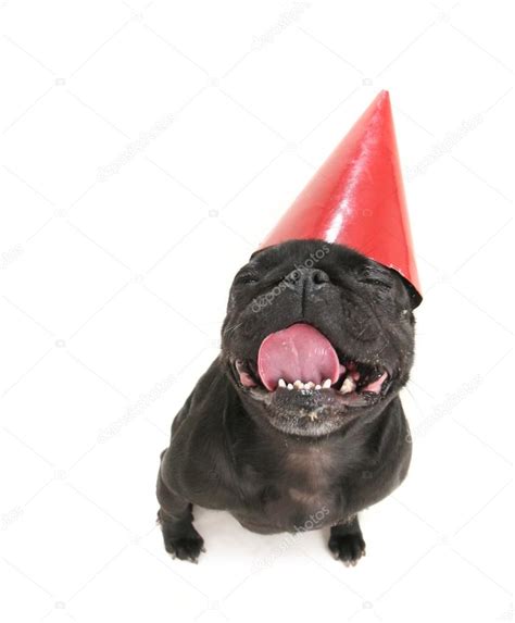 Pug Dog With Birthday Hat Stock Photo By ©graphicphoto 53486535