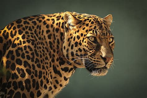 Jaguar Animal Hd Wallpapers Top Free Jaguar Animal Hd Backgrounds