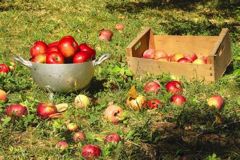 Six Raisons Simples De Manger Une Pomme Par Jour Fluxenet Fr