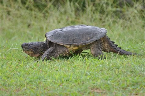 Common Snapping Turtle