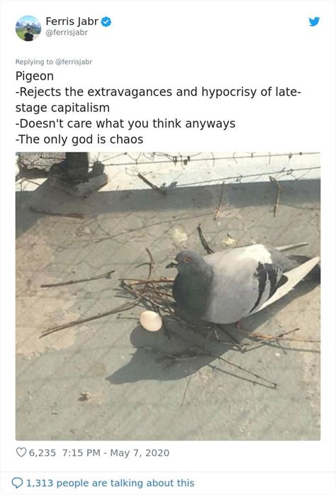 Person Reviews The Incredibly Different Bird Nesting Styles With