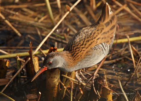 Waterail 2016 Attenborough Nature Reserve Nottingham E Pete