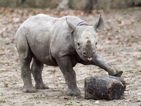 Here Are 13 Baby Rhinos Guaranteed To Make Your Day Better