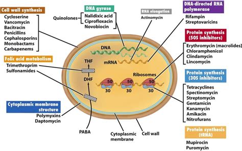 Figure 11 From Antibiotics Classification And Mechanisms Of Action