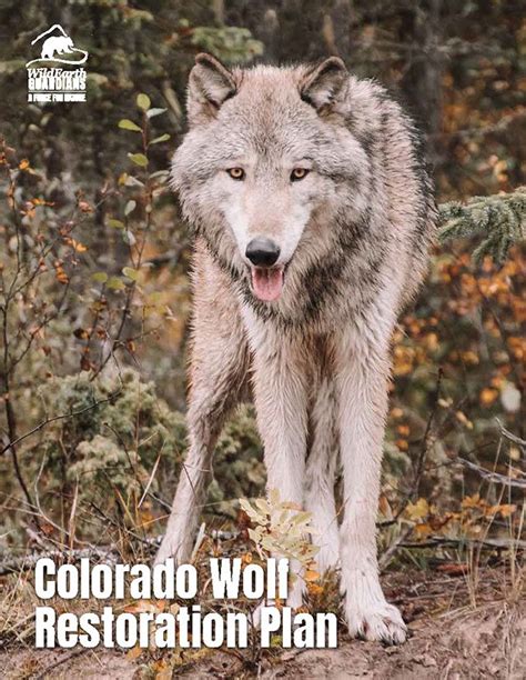 Colorado Wolf Reintroduction Wildearth Guardians