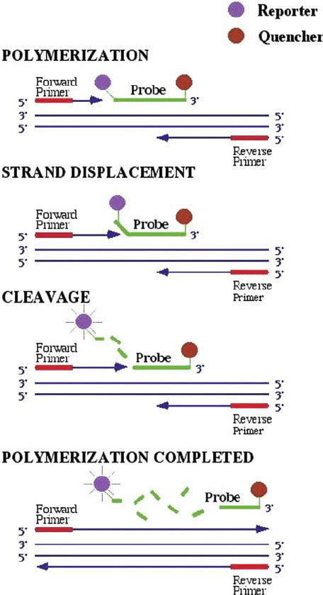 The Principles Of Real Time Polymerase Chain Reaction Pcr Using Download Scientific Diagram