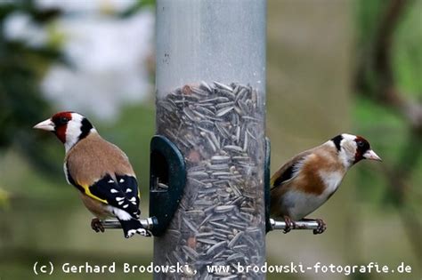 Finkenvögel finkenvögel finkenvögeln finkenvögel finkenvogeln finkenvogel существительное nominativ genitiv dativ akkusativ singular plural. Finken - Finkenarten, Beobachtungen, Bilder, alle ...