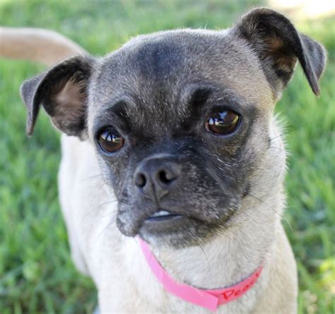 So if you've been talking about adopting a pooch into your family, might we suggest one of these adorable. French Bulldog Puppies San Antonio Texas - Pets Ideas