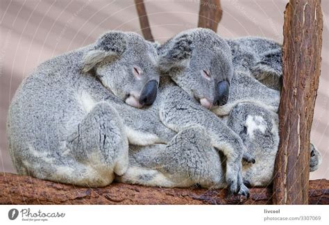 Koalas Sleeping Brisbane Ii Australia A Royalty Free Stock Photo