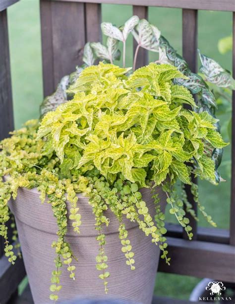Opt for simple but elegant design. Four Low Maintenance Green Plants that will Thrive in the ...