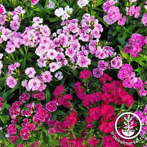 How To Grow And Care For Dianthus Flowers Gardeners Path Dianthus