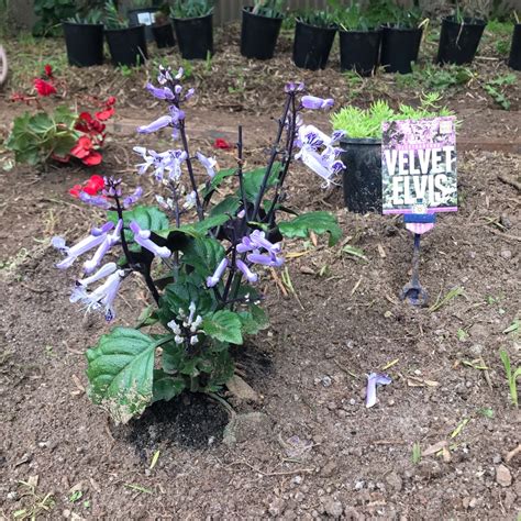 Flowerpotnursery velvet elvis alocasia micholitziana velvet elvis 4 pot. Plectranthus saccatus 'Velvet Elvis', Plectranthus 'Velvet ...