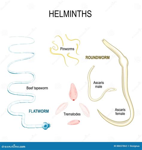 Helminths Parasites