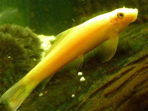 Gold Algae Eater Trins Tropical Fish