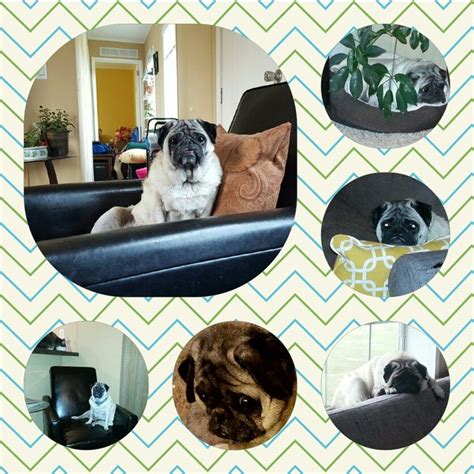 Four Different Pictures Of A Pug Sitting On A Couch