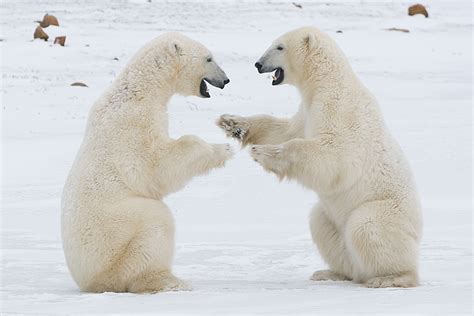 Polar Bears Playing Sean Crane Photography