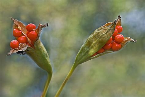 Walmart.com has been visited by 1m+ users in the past month Iris Seed Pods | Sandra | Flickr