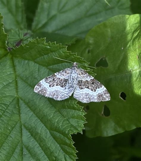 Common Carpet Moth From Ponteland Cp Newcastle Upon Tyne England Gb